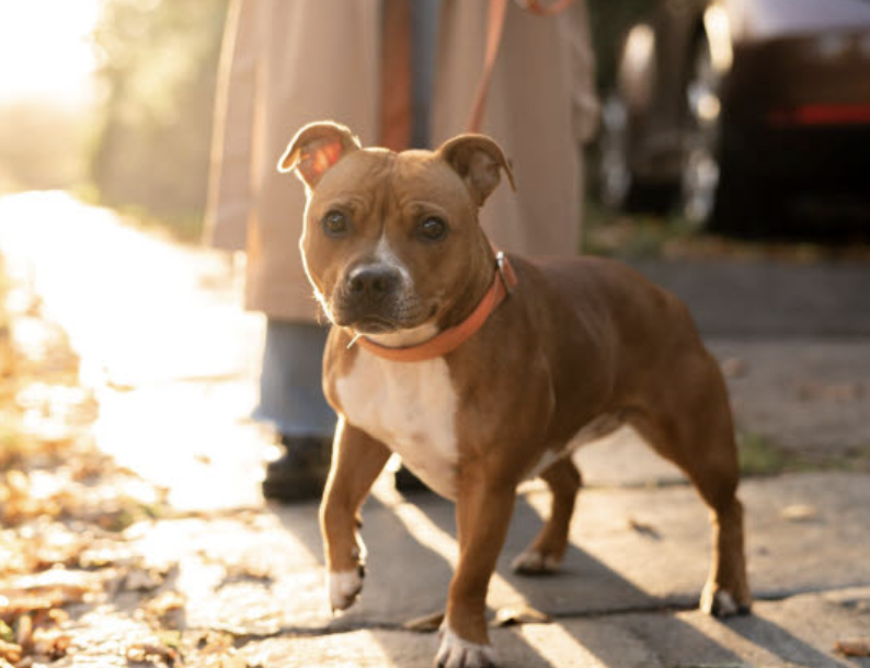 Happy golden retriever enjoying a day at doggy daycare, smiling with tongue out
